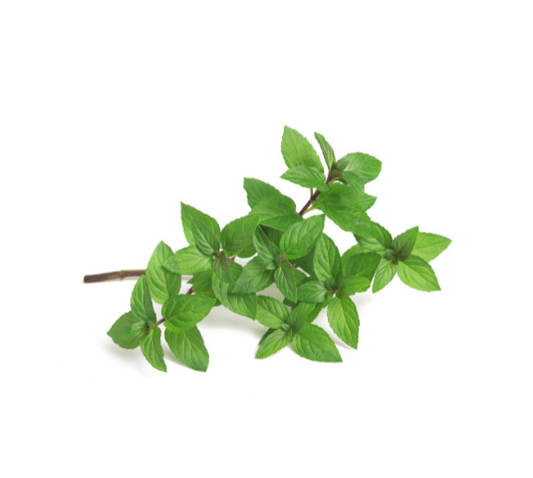 Peppermint Essential Oil