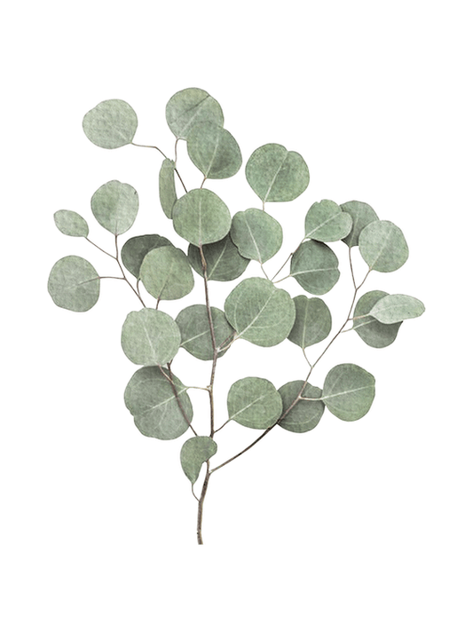 Eucalyptus 100% Pure Essential Oil image 1