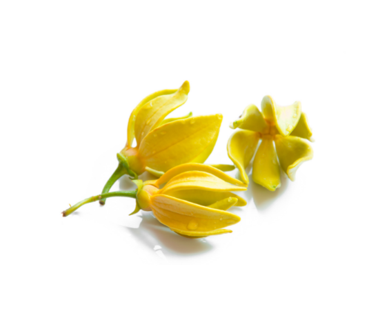 Ylang Ylang Essential Oil