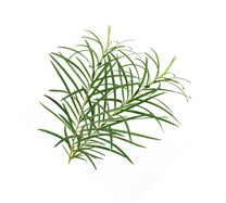 Tea Tree Essential Oil
