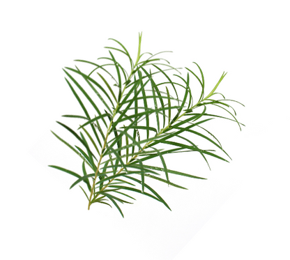 Tea Tree Essential Oil