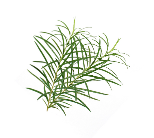 Tea Tree Essential Oil