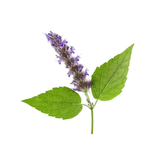 Patchouli Essential Oil